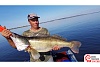 Рыбалка. Самый большой судак в России