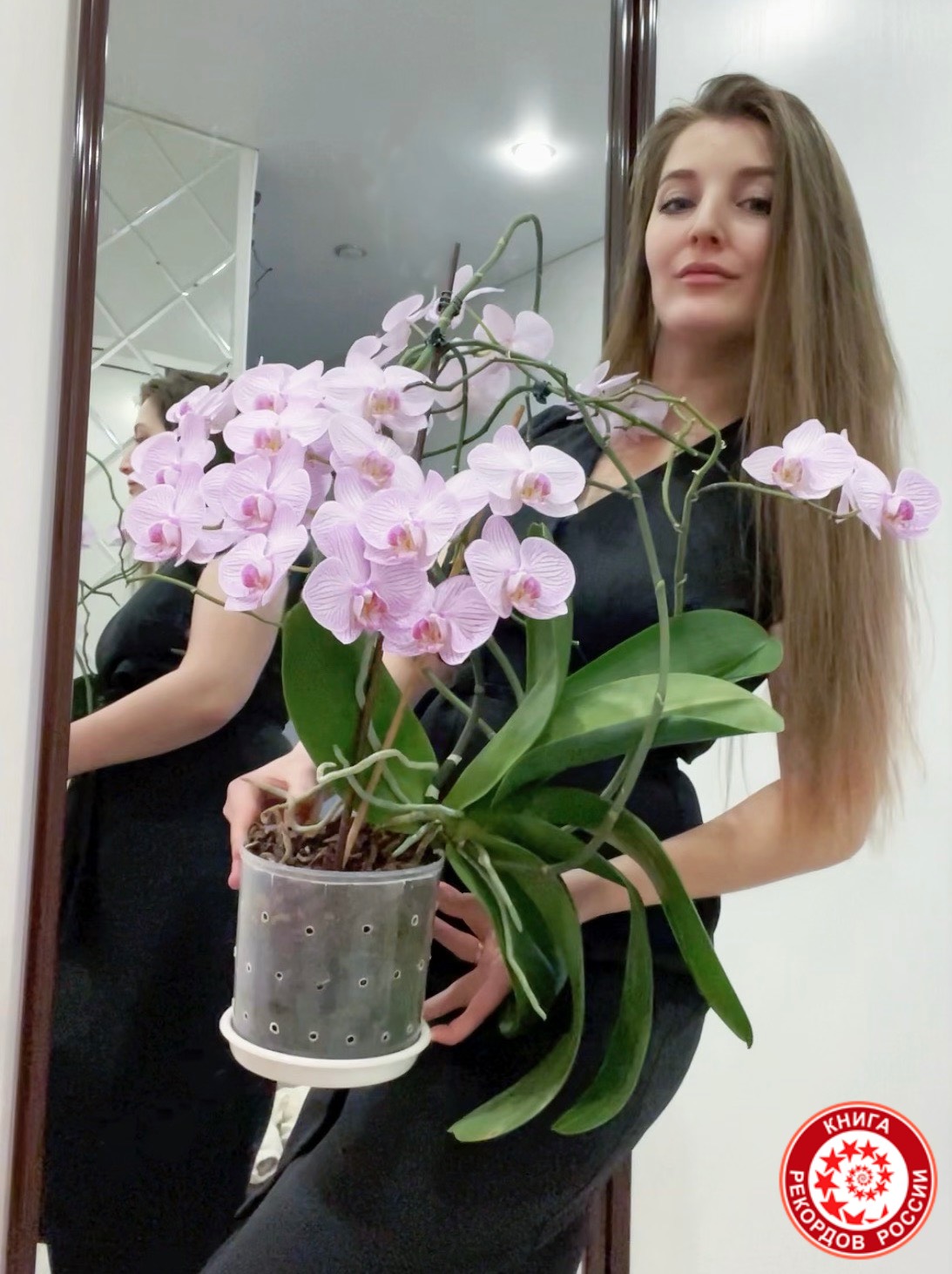 Орхидея. Наибольшее количество цветов на растении. Рекорд России