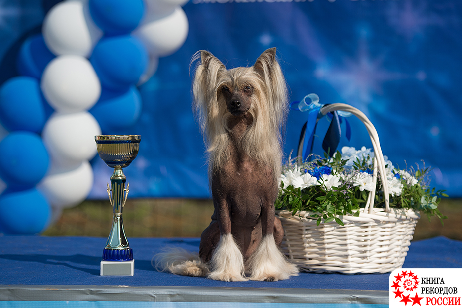 Собака породы китайская хохлатая, имеющая наибольшее количество титулов C.A.C.I.B., в России