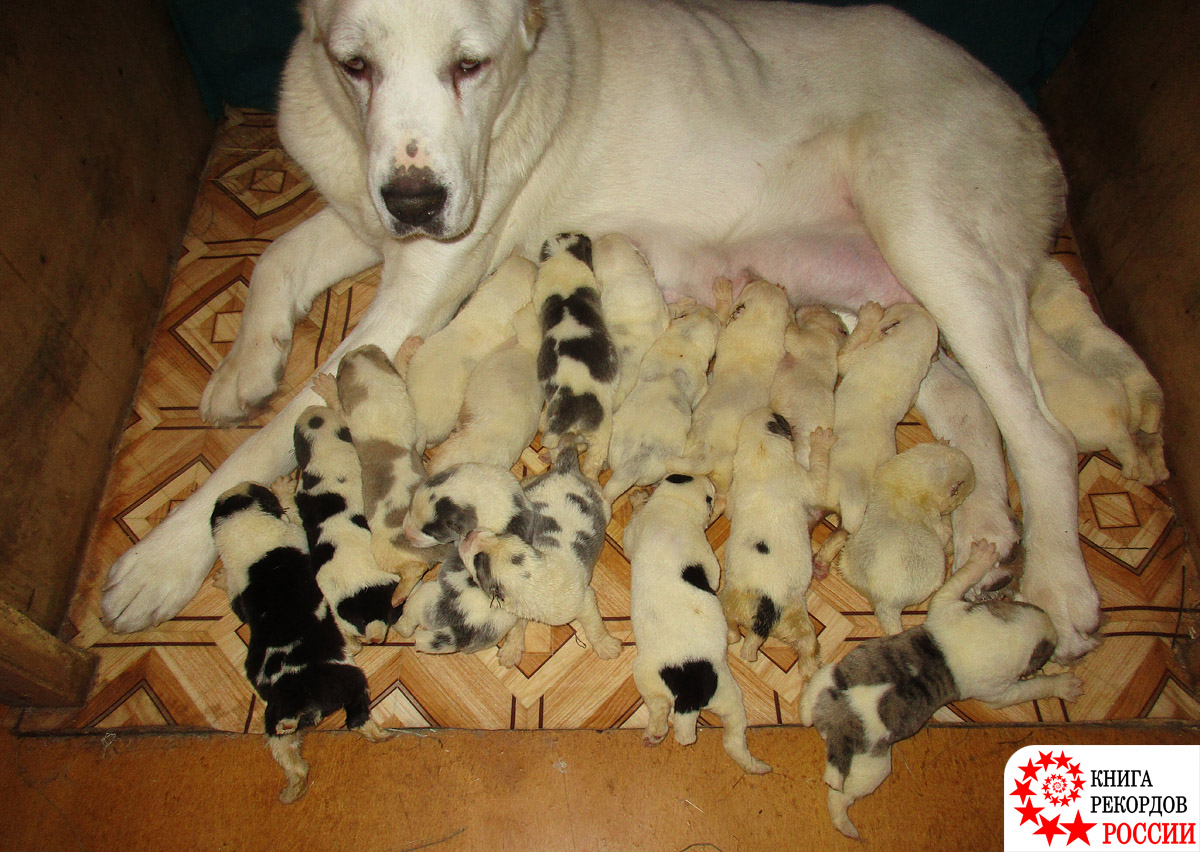 Наибольшее количество родившихся щенков в одном помете. Самая плодовитая собака породы среднеазиатская овчарка в России
