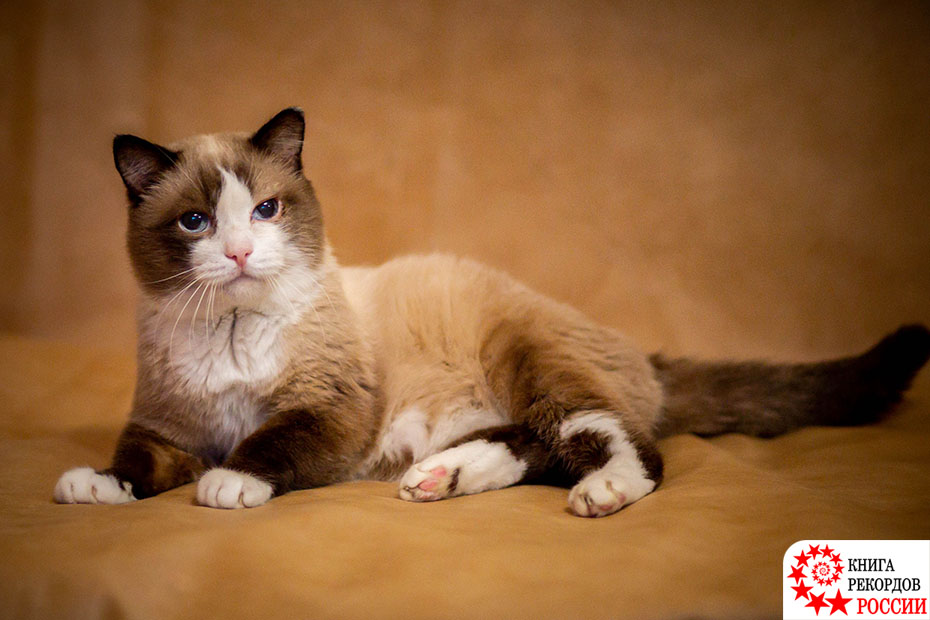 Наибольший возраст сиамской кошки в России