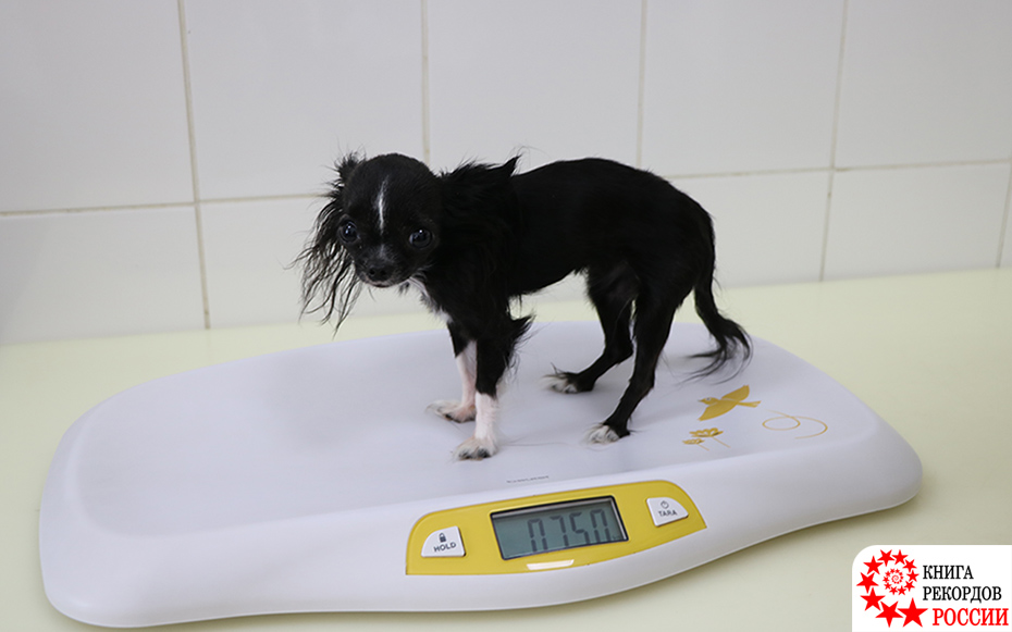 Наименьший вес собаки