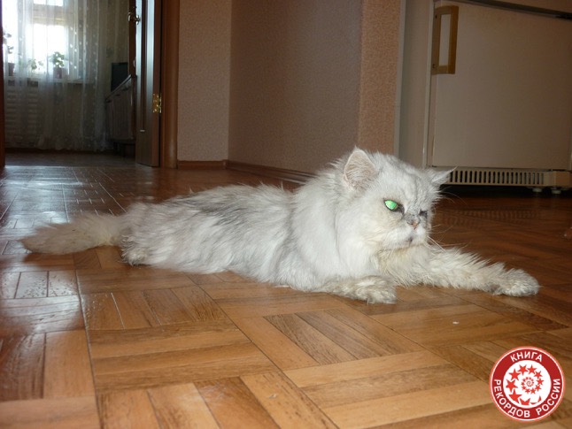 Наибольший возраст кота (Самый старый кот в России)
