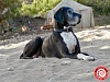 Наибольший возраст собаки породы немецкий дог в России
