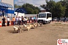 Автобус наибольшей массы, сдвинутый упряжкой с наименьшим количеством собак в России