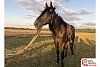 Наибольшая скорость лошади Карачаевской породы, развитая иноходью в мире
