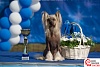 Собака породы китайская хохлатая, имеющая наибольшее количество титулов C.A.C.I.B., в России