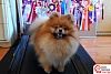 Наибольшее расстояние, преодоленное собакой породы померанский шпиц на беговой электрической дорожке, в России