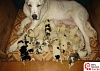 Наибольшее количество родившихся щенков в одном помете. Самая плодовитая собака породы среднеазиатская овчарка в России