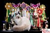 Наименьший возраст кошки в России, завоевавшей титул &quot;Чемпион мира WCF&quot;