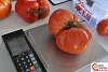 Наибольший вес томата в России