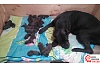 Наибольшее количество родившихся щенков в одном помёте. Самая плодовитая собака породы Кане-корсо в России