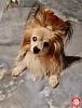 Наибольший возраст собаки породы Папильон в России